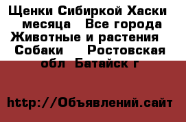 Щенки Сибиркой Хаски 2 месяца - Все города Животные и растения » Собаки   . Ростовская обл.,Батайск г.